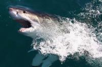 Ini Alasan Menu MBG Ikan Hiu Picu Keracunan Massal