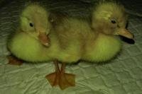 Lucunya Bebek Kembar Siam Ini