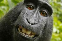 Foto Monyet Sumringah Asal Sulawesi jadi Person of The Year 