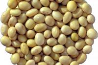 Mulai Ditanam Januari, Kementan Siapkan 6 Varietas Unggul Kedelai