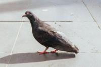 Burung Merpati "Joe" Selamat dari Hukuman Mati