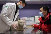 Aktivis Hewan di Wuhan Kembali Selamatkan Hewan-hewan yang Ditinggal Pemiliknya