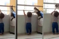 Seekor Kucing Coba Melindungi Majikannya, Aksinya Disebut `Malaikat Pelindung`