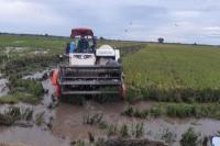 Petani Siap Panen Padi di Kawasan Food Estate Kalimantan Tengah