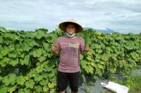 Galih Pemuda Klaten Buktikan Profesi Petani Lebih Menjanjikan