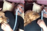 Anjing Setia Temani Majikan yang Tengah Sakit