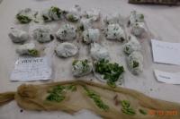 Wanita Ini Gunakan Tubuhnya Selundupkan Kaktus Langka