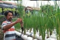 Tak Punya Lahan Luas, Petani Cilegon Terapkan Hidroganik