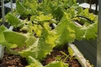 Tertarik Memulai Urban Farming? Ini Estimasi Modalnya