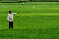 Food Estate Korporasi Petani Implementasikan Sektor Pertanian Dari Hulu ke Hilir