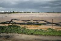 Israel Kembali Hancurkan Tanaman Petani Palestina