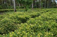 Antisipasi Gejolak Harga Cabai, Kementan Siapkan EWS dan Bantuan Pascapanen