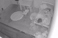 Seram! Balita Ini Ditarik `Sesuatu` di Bawah Tempat Tidurnya