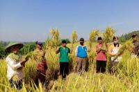 Panen Perdana Program PATB Padi di Cilacap Memuaskan