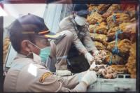 Kementan Musnahkan 11 Kontainer Jahe Impor Asal India dan Myanmar 