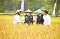 11 Kabupaten Produsen Beras Terbesar Indonesia 2020