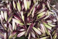 KWT Tanjung Sekong Jadikan Jagung Pulut Ungu Sebagai Icon Kota Cilogon