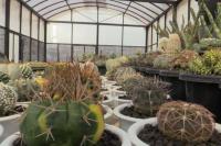 Demi Kaktus, Aldy Ridwan Tinggalkan Karier di Dunia Minyak dan Gas