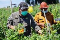 Kementan Pastikan Tak akan Ada Lonjakan Harga Cabai Jelang Idulfitri
