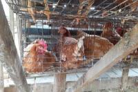 Mengenali Perbedaan Virus Flu Burung H5N5 vs H5N1