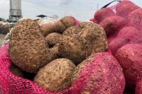 Mentan Syahrul Minta Dukungan Komisi IV Jadikan Porang dan Sarang Burung Walet Komoditas Unggulan