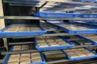 Dari Jepang, Indonesia Dorong Tempe Jadi Warisan Budaya