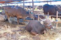 Pemotongan Hewan Kurban 2021 Menurun 10 Persen