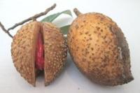 Teknologi Sambung Pucuk Tingkatkan Produktivitas Tanaman Pala