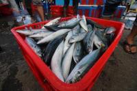 KKP Percepat Pembahasan Regulasi PNBP Perikanan