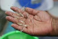 KKP Menangkan Gugatan Terkait Ekspor Benih Bening Lobster