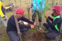 Kurangi Dampak Tsunami Wilayah Pesisir, KKP Tanam Vegetasi Pantai
