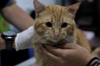 Neo Rabivet, Upaya Pemerintah Ulang Success Story Bidang Kesehatan Hewan