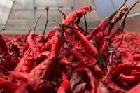 Komoditas Cabai Dapat Perhatian Khusus dari Kementan