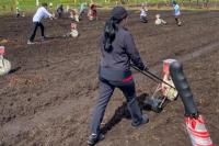 Ketua DPR dan Presiden Jokowi Tanam Jagung Bareng di Papua