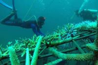 Telkom : Sistem Komunikasi Kabel Laut JaSuKa Kembali Normal