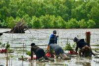 Hari Mangrove Sedunia 2025, Berlomba Menjaga Benteng Terakhir Laut