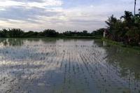 Antisipasi Curah Hujan Tinggi, Kementan Sosialisasikan Padi Tahan Genangan