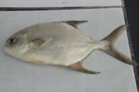 Terobosan Baru KKP, Memproduksi Benih Ikan Bawal Hybrid