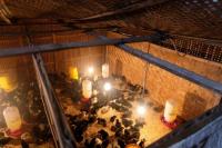 Kementan Salurkan Bantuan Ternak di Kawasan Food Estate Tawon