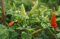 Kementan Dukung Pengembangan Cabai Paku untuk Petani Makin Sejahtera