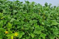 Kebutuhan Terus Meningkat, Kementan Dorong Petani Tanam Kedelai