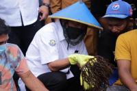 Trenggono Kunjungi Lokasi Budidaya Rumput Laut Halmahera Barat