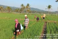 Genjot Produktivitas, Kementan Tingkatkan Pengetahuan Petani di Sumedang