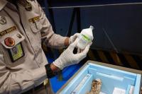 Kementan Kembali Distribusikan Obat-obatan ke 19 Provinsi Terdampak PMK