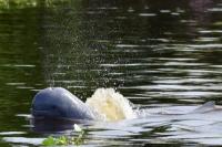  KKP Dukung Pelestarian Habitat Pesut Mahakam