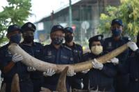 Malaysia Sita Gading Gajah dan Sisik Trenggiling