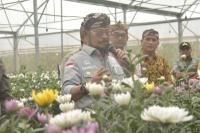 Mentan Syahrul Cek Kesiapan Ekspor Bunga Krisan ke Jepang