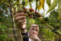 Mengenal Perbedaan Kopi Arabika, Robusta, dan Liberika