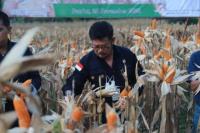 Mentan Syahrul Panen Jagung di Kalimantan Selatan