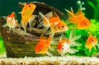 APIHATI Dorong Penguatan Komunikasi Antar Pelaku Usaha dan Pemerintah